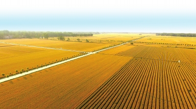 中原大地,沃野千里 本报资料照片