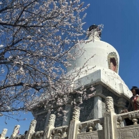 手机报·晚报丨清明假期,赏花经济持续升温；网络“大V”司马南偷税被罚超900万元