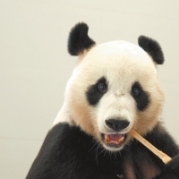 我国再添一座大熊猫基地