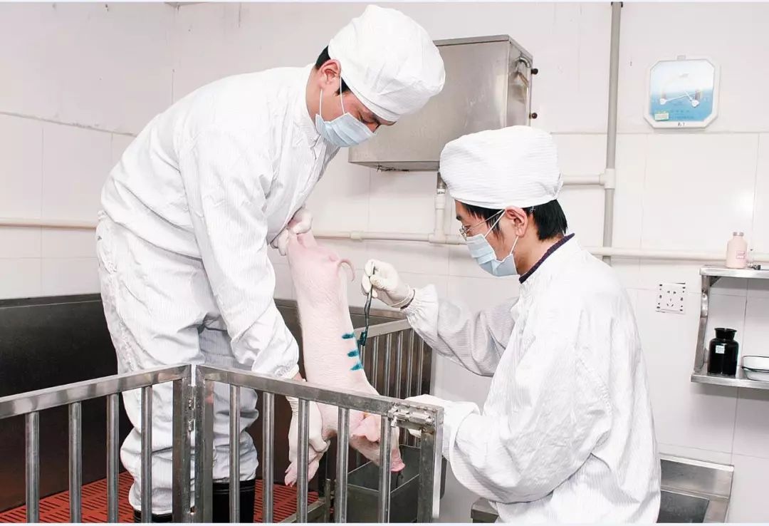 4普莱柯生物研发人员做动物实验，确保疫苗效果.jpeg