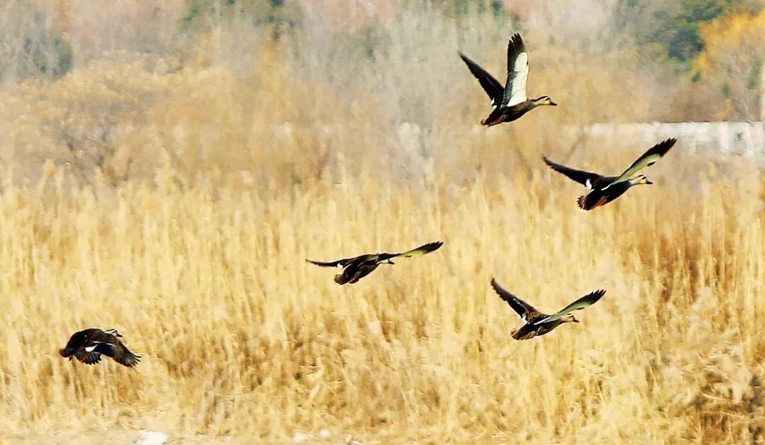 翱翔在金堤河上的迁徙候鸟.