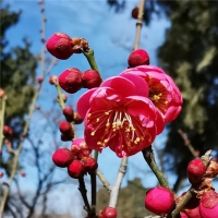 满城春色，登封第一波美景上线