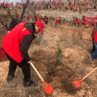 义务植树活动后 焦作人防青年纷纷这么说