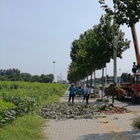 滑县县城300余棵绿化树木倒伏
