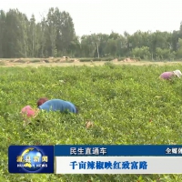 滑县：千亩辣椒映红致富路