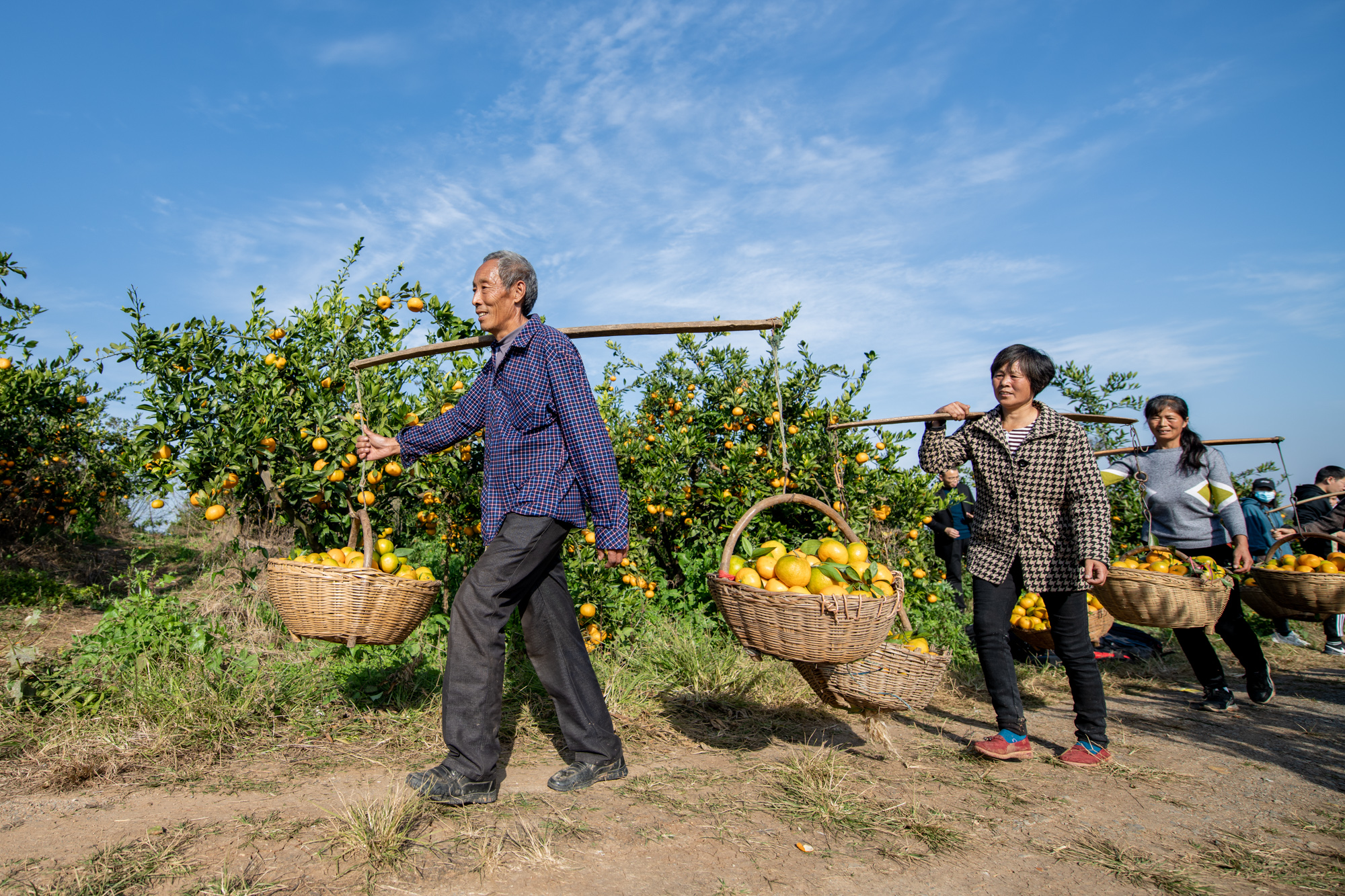 河南淅川农民用千斤蜜橘辣椒拼出加油图为北京冬奥会助威