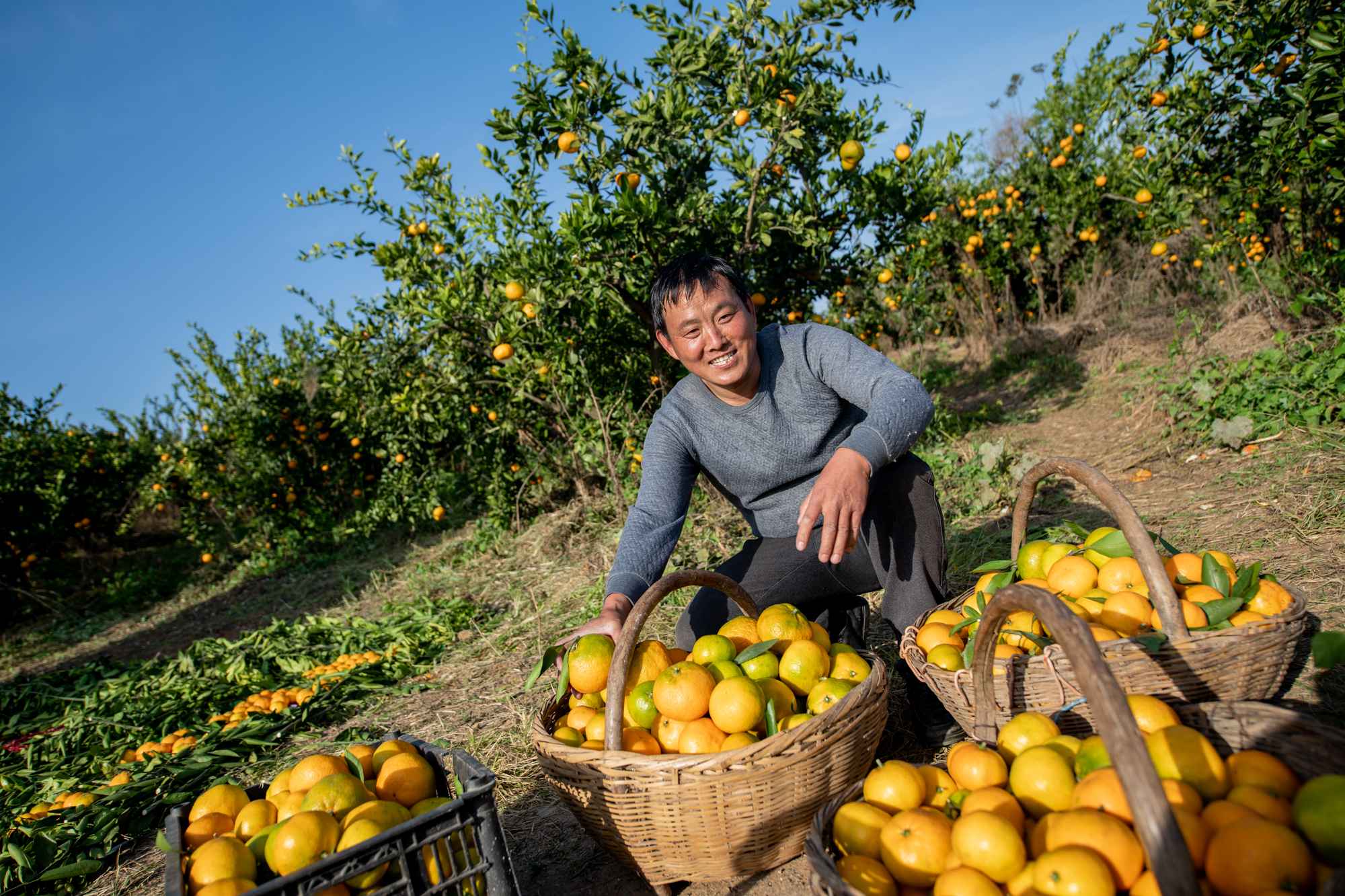 河南淅川农民用千斤蜜橘辣椒拼出加油图为北京冬奥会助威