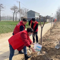 商丘市梁园区：干部下沉积极参与植树造林活动