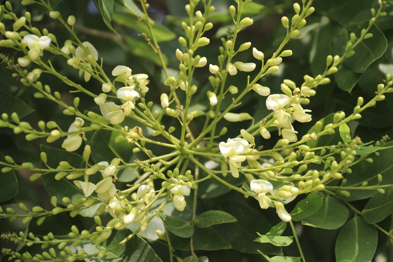 走近市树国槐 - 新界 | 河南手机报