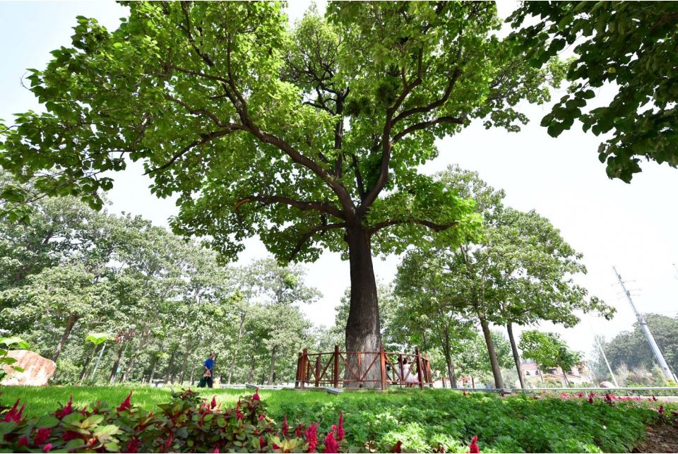 兰考那棵树——写在焦裕禄同志赴任兰考60周年之际 - 新界 | 河南手机报