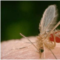 夏季蚊虫叮咬不可大意 郑州疾控提醒预防黑热病