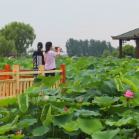 信阳息县：盛夏已至 “荷”您相约