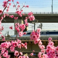 沿着“米”字高铁春游 郑州铁路周末加开19列高铁