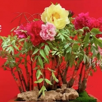 手机报·早报丨刷医保可买华为手表？国家医保局回应；开封“小电驴”以旧换新有补贴