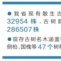 我省《古树名木保育技术规程》正式实施