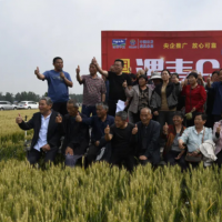 社旗千名种粮大户寻找小麦高产密码