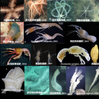 我国发布全球首个深海海山数字化智能系统