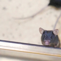 手机报·早报丨连发两起质量事故 理想汽车18人被问责；坐高铁也能“包月”！涉及河南多个城市