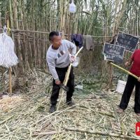手机报·晚报丨人和狗都累瘫了！“真人版偷甘蔗”游戏爆火；新规红线！遛狗不拴绳可拘10天