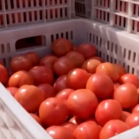 手机报·晚报丨西红柿为啥变贵了？春节其他蔬菜涨价吗？新建住宅项目必须配建养老服务设施