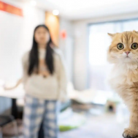 手机报·晚报丨新春将至，“毛孩子”们怎么过节？泽连斯基或于近期公布乌总统选举计划