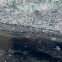 手机报·早报丨租约全满！机器人租赁这个春节有点火；景区回应“郭亮挂壁公路碎石滑落”