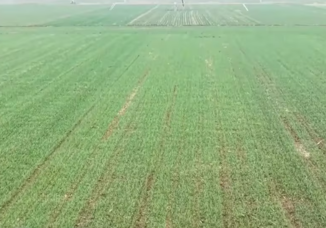 返青期，咋春管？ “郭小麦”支招了！（春管正当时）