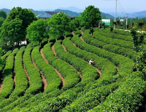 全国两会AB面丨全国人大代表郭桂义：让信阳毛尖香飘更远