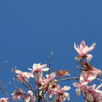 一步一繁花！郑州最适合Citywalk的春日赏花路线