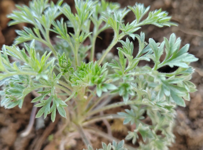千年本草迎来数字重生丨从一株草到一条链