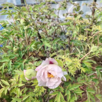 跟着花期赏牡丹！洛阳各公园赏花攻略来了