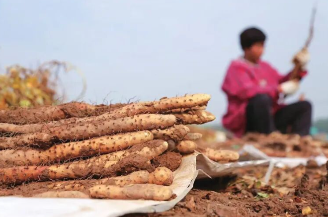 道地山药有了“电子身份证”