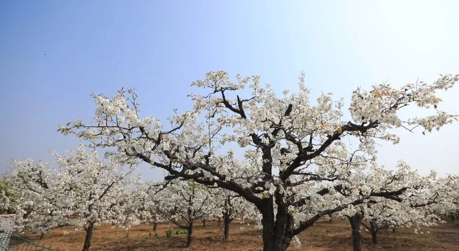 济源 从种风景到卖风景