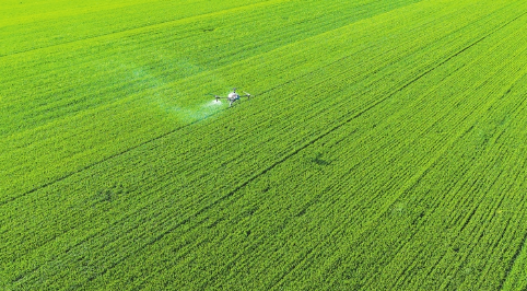遭遇强对流天气 倒伏小麦这样管