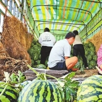 手机报·晚报丨网传几分钱一斤？河南西瓜价格真相揭秘；河南再度刷新纪录，造出全球最大培育钻石