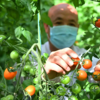 手机报·晚报丨“身价”远高于普通蔬菜，水果型蔬菜有啥不一样？1140.52万户！河南经营主体总量居全国第一方阵