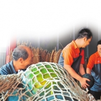 西瓜价格回来了（河力顶瓜瓜） ——“闽豫同心顶瓜瓜”系列报道之一
