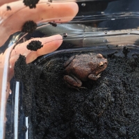 严防外来生物入侵 大理石沙蛙在中国口岸截获