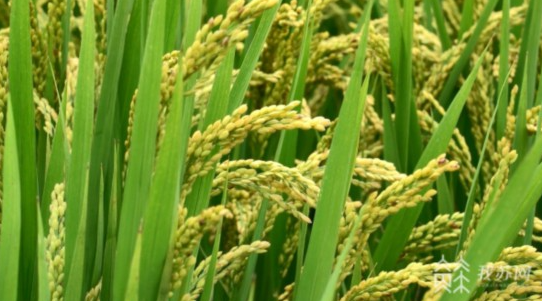 国家统计局：全年粮食有望再获丰收