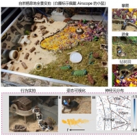 1克！中国造微型“脑探测器”如何“读懂大脑”？