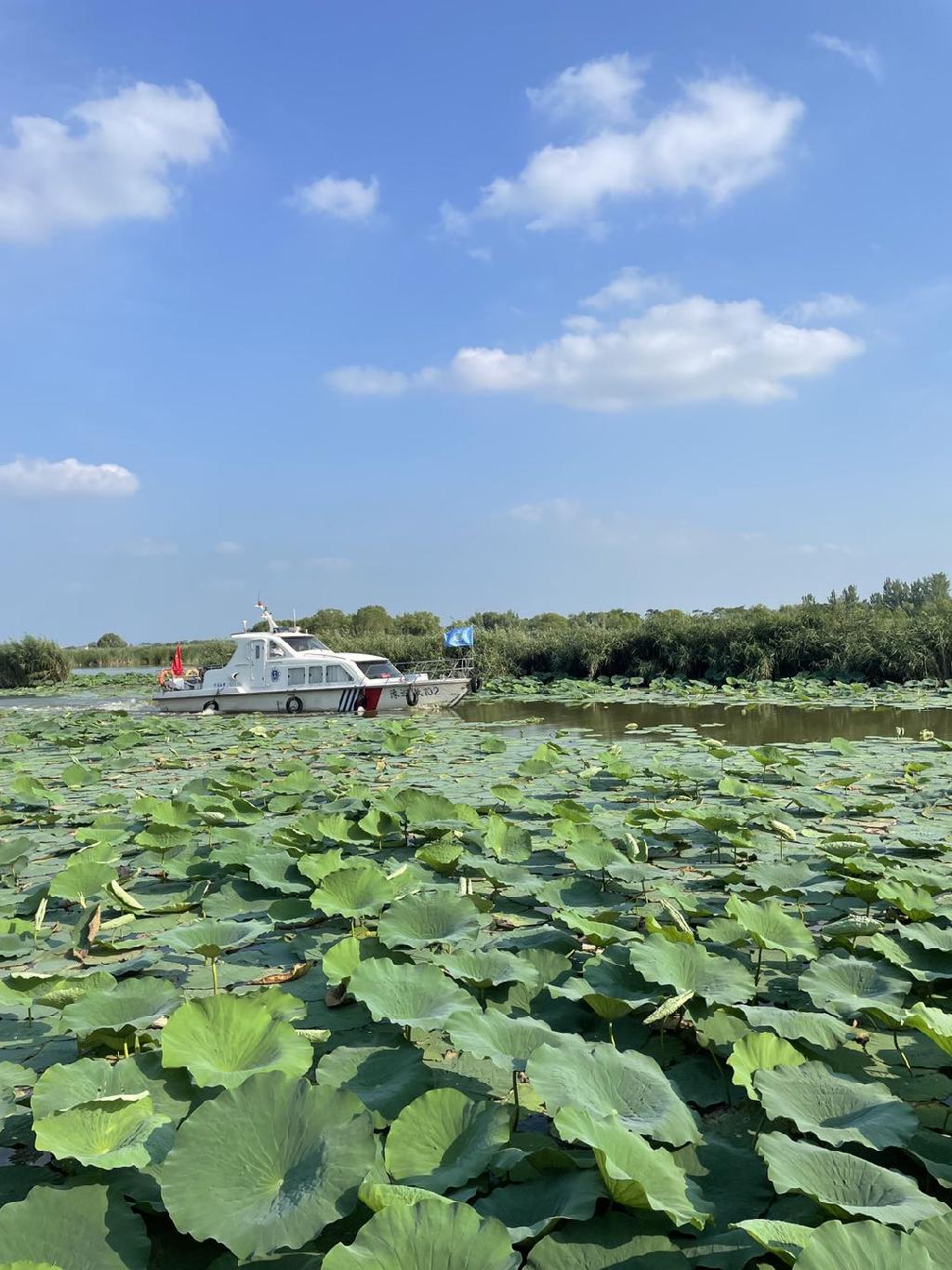 周口淮阳诚邀全省人民来龙湖赏荷